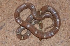 Lycodon anamallensis