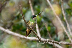 Coeligena violifer albicaudata