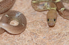 Lycodon anamallensis