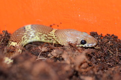 Lycodon anamallensis