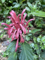 Justicia carnea