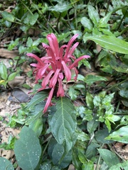 Justicia carnea