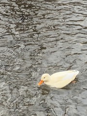 Anas platyrhynchos domesticus