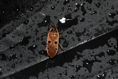 Physopelta quadriguttata