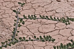 Gonopterodendron sarmientoi