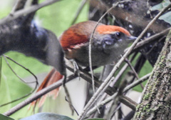 Synallaxis ruficapilla