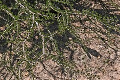 Gonopterodendron sarmientoi