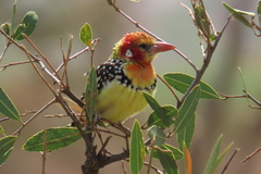 Trachyphonus erythrocephalus