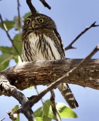 Glaucidium gnoma