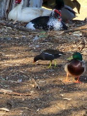 Gallinula chloropus