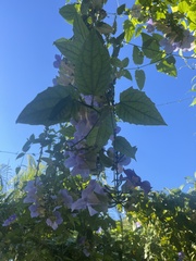 Thunbergia grandiflora