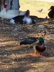 Gallinula chloropus