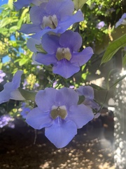 Thunbergia grandiflora