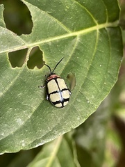 Oedionychina