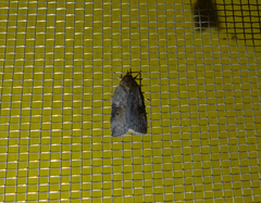 Nycteola asiatica