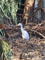 Bubulcus ibis