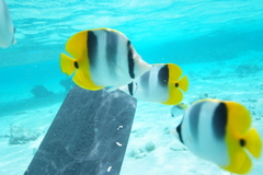 Chaetodon ulietensis