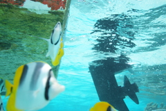 Chaetodon ulietensis