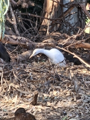 Bubulcus ibis
