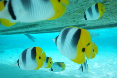 Chaetodon ulietensis