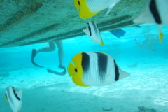 Chaetodon ulietensis