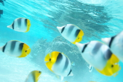 Chaetodon ulietensis