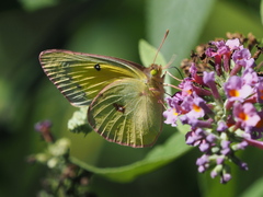 Colias philodice