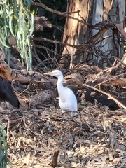 Bubulcus ibis