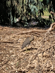 Nycticorax nycticorax