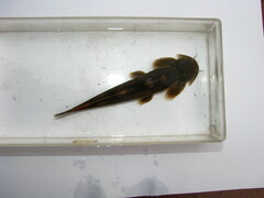 Siamese Bat Catfish photo 1