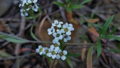 Lobularia