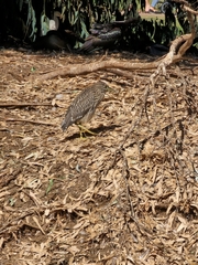 Nycticorax nycticorax