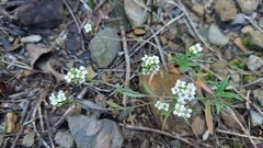 Lobularia