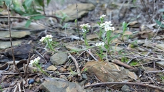 Lobularia