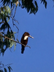 Halcyon smyrnensis