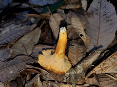 Cantharellus californicus