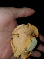 Cantharellus californicus