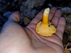 Cantharellus californicus