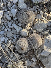 Coryphantha echinus