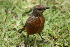 Monticola rupestris