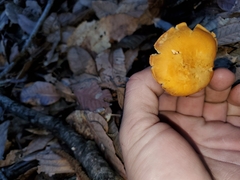 Cantharellus californicus