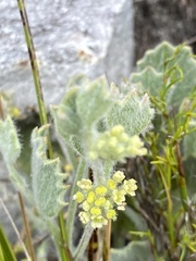Centella difformis