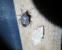 Eilicrinia trinotata