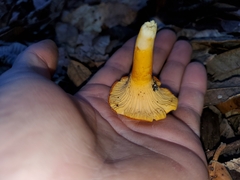 Cantharellus californicus