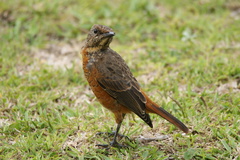 Monticola rupestris