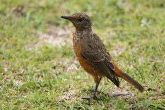 Monticola rupestris