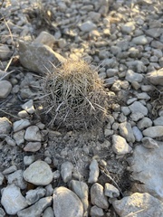Coryphantha echinus