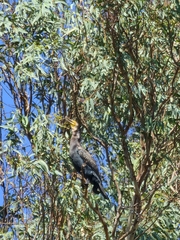 Phalacrocorax carbo