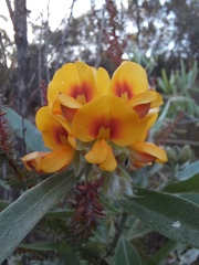 Callistachys lanceolata