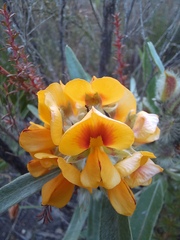 Callistachys lanceolata